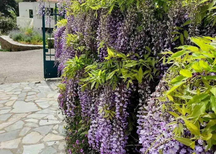 Stellinas House 2 アパート